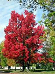 Blazing Red Maple during the Peak Season in Augusta Wisconsin